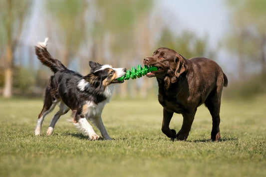 Two dogs playing tug‑of‑war outdoors with Eco Treats Puzzle Treat Stick in green, demonstrating interactive fetch and retrieval.
